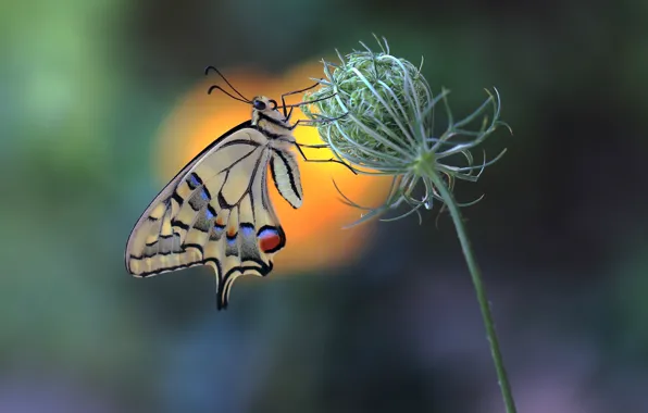 Butterfly, butterfly, swallowtail