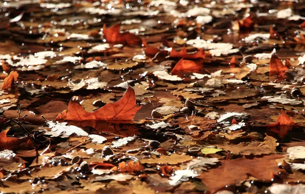 Leaves, water, nature