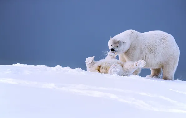 Picture winter, snow, the game, bears, Alaska, bear, cub, polar bears