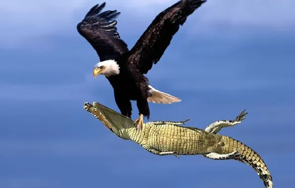 Picture animal, wildlife, croc, bold eagle