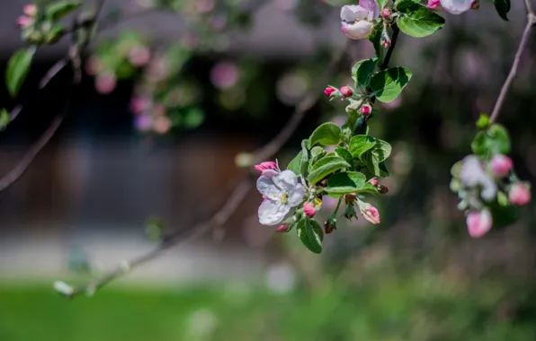Tree, spring, flowers, Apple, Ukraine, Pirogovo, pies