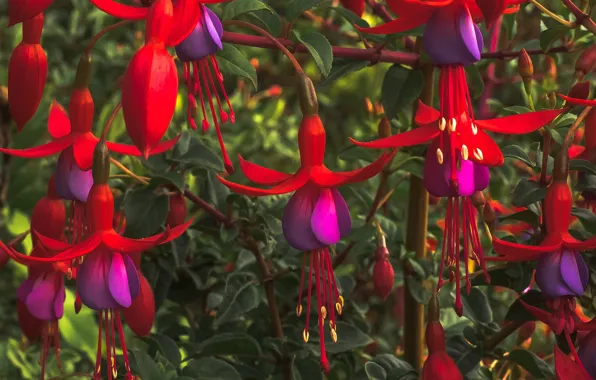 Petals, stamens, flowers, Fuchsia