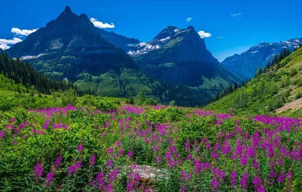 Flowers, mountains, Ivan-tea, fireweed