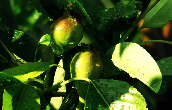 Tree, branch, Summer, Pear