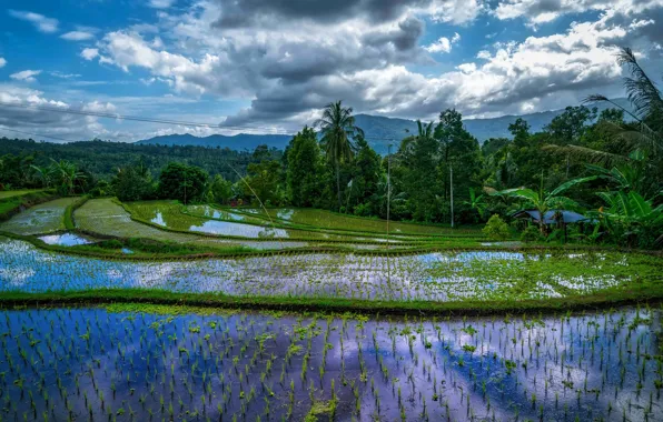 Greens, forest, water, clouds, trees, mountains, tropics, palm trees