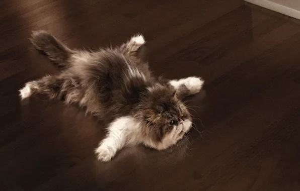 Picture cat, paws, floor