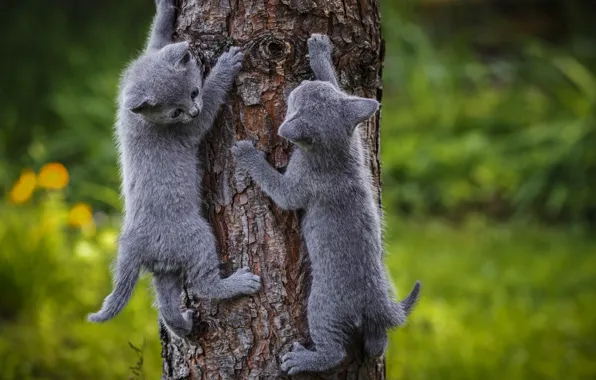 Cats, tree, Kitty, climbs, grey kittens