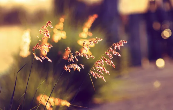 Picture summer, grass, sunset, bokeh