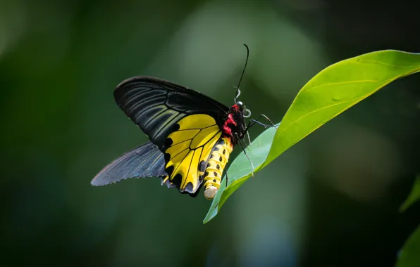 Sheet, butterfly, sailboat, Golden bird wing