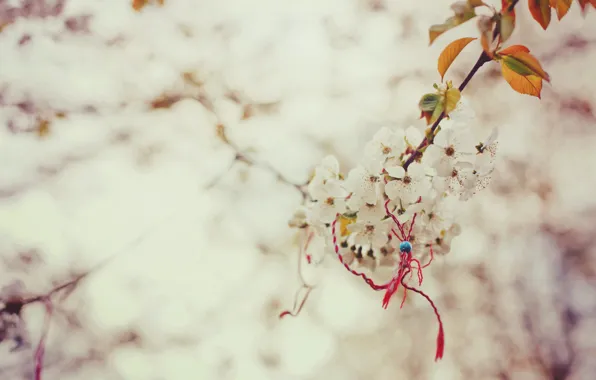 Macro, branch, spring, Sakura, magic, the knot