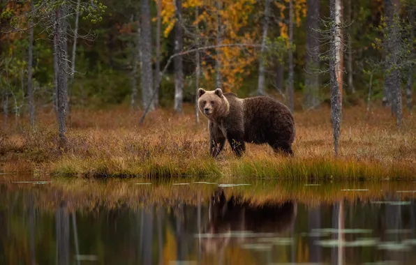 Autumn, look, nature, pose, bear, bear, face, brown