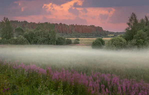 Field, forest, flowers, fog, dal, morning, haze, pink