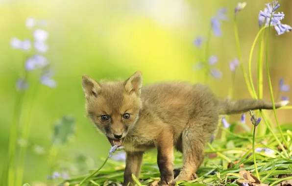 Greens, language, flowers, nature, background, stems, mouth, Fox