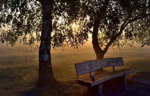 Field, grass, the sun, trees, bench, fog, dawn, branch