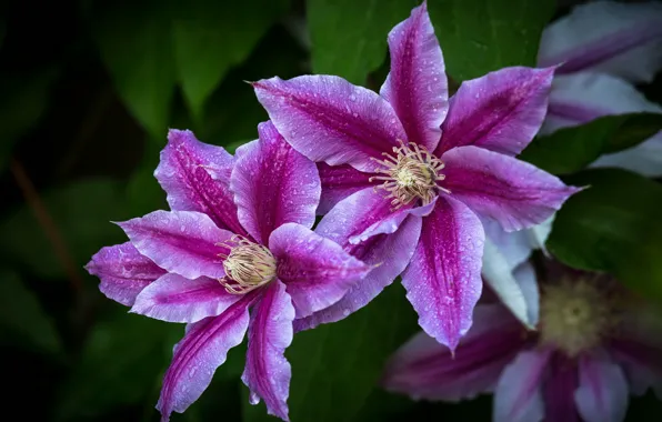 Leaves, drops, flowers, lilac, clematis