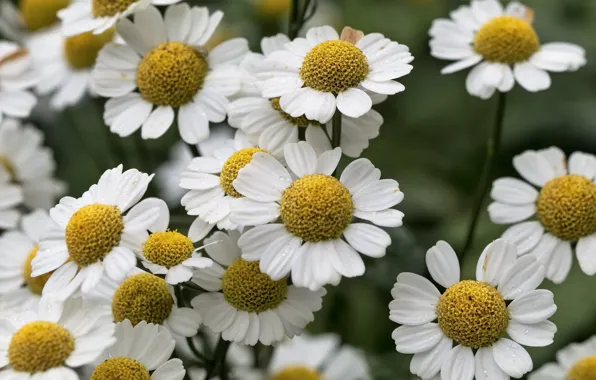 Picture flowers, nature, chamomile