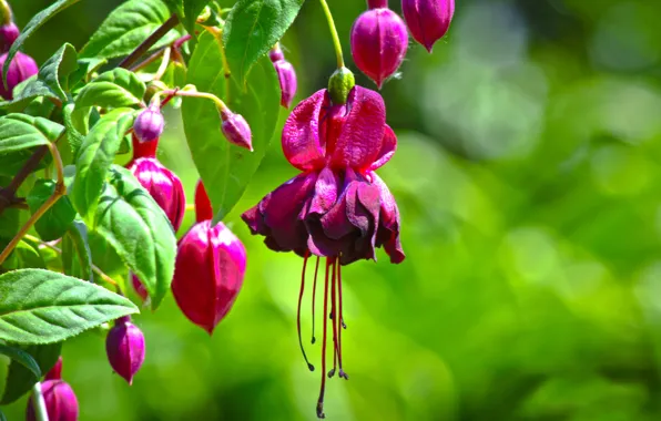 Picture flowers, branch, pink, fuchsia