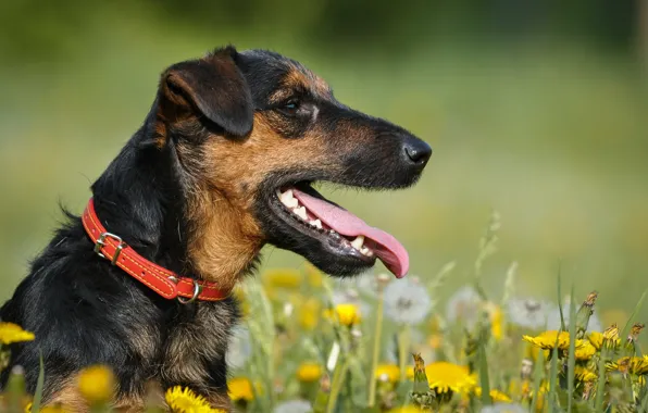 Summer, dog, hunting