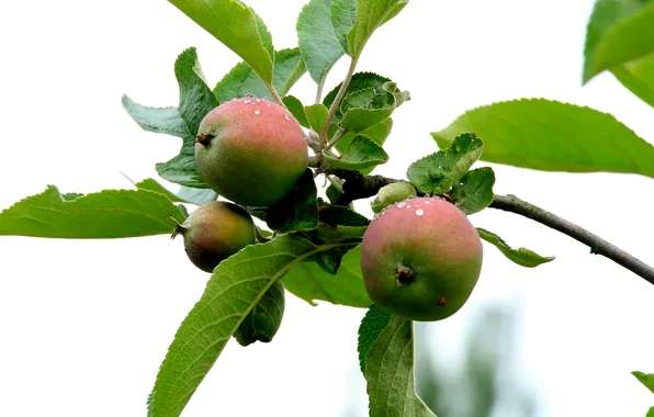 Apple, fruit, twig