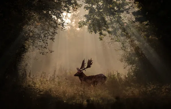 Forest, horns, morning, sunlight, deer