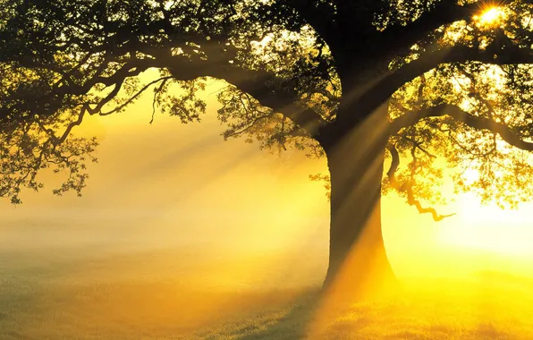 Picture rays, light, tree