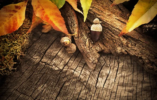 Autumn, leaves, tree, acorns