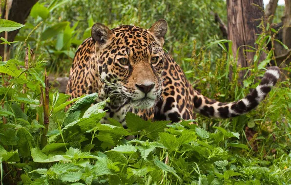 Picture forest, grass, Jaguar
