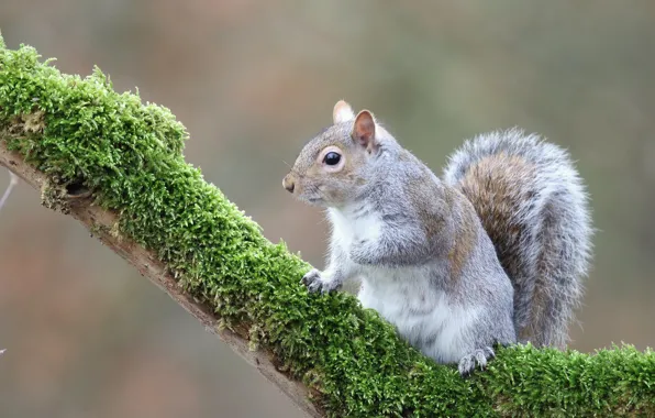 Picture background, moss, protein, rodent, pet