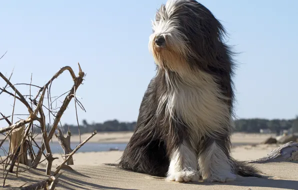 Beach, each, dog, dog