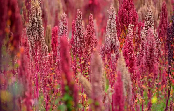 Picture field, flowers, plant, meadow, Peru, quinoa