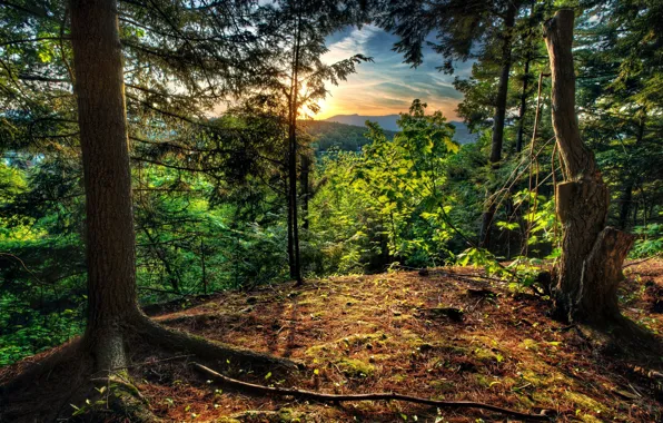 Forest, trees, sunrise