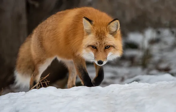 Winter, forest, look, snow, nature, Fox, the snow, red