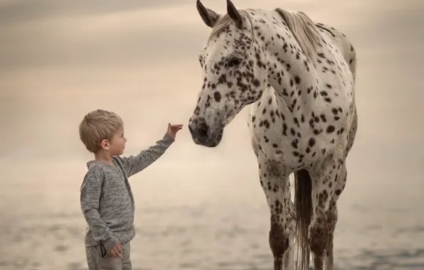 Picture background, horse, boy