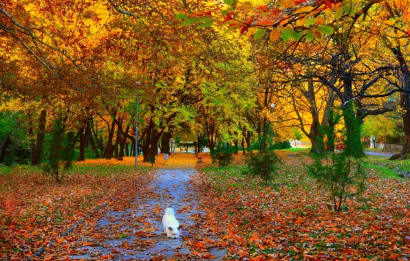 Autumn, leaves, trees, Park, Nature, alley, falling leaves, dog