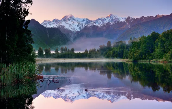 Forest, the sky, reflection, mountains, lake, duck, New Zealand