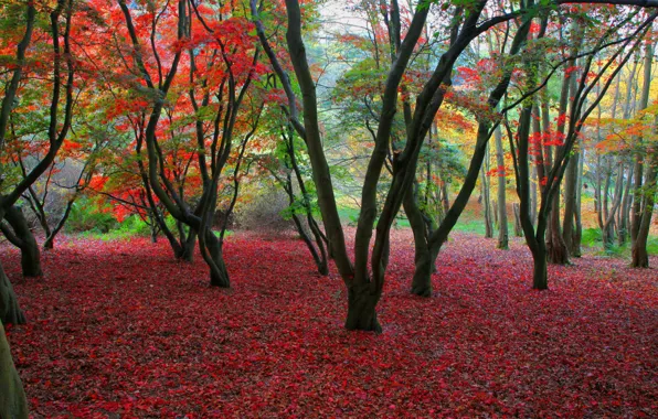 Picture autumn, trees, foliage