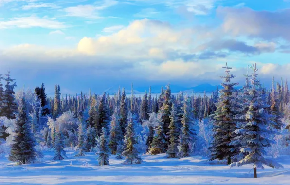 Winter, snow, trees, landscape, Nature, USA, Alaska, painting