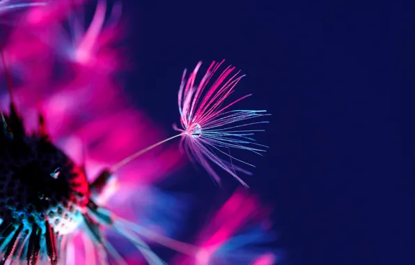 Dandelion, fuzzes, blue background