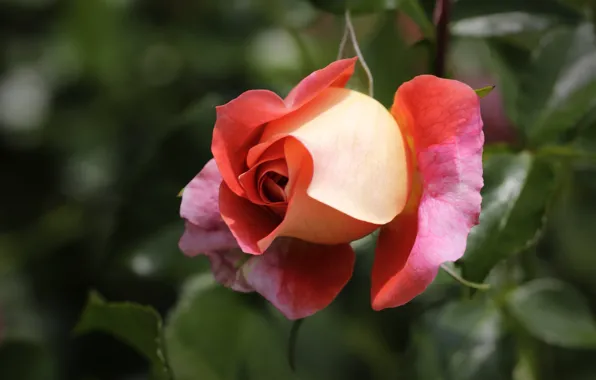 Picture leaves, flowers, orange, roses, buds, bokeh