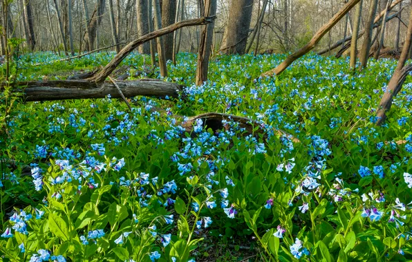 Greens, forest, leaves, light, trees, flowers, branches, nature