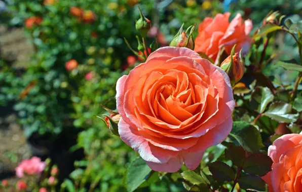 Leaves, flowers, Bush, roses, garden, orange, flowerbed, lush