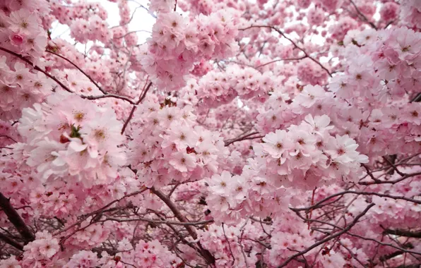 Flowers, branches, cherry, spring, Sakura, pink, flowering, in bloom