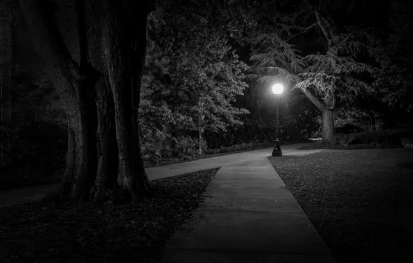 Night, street, lantern