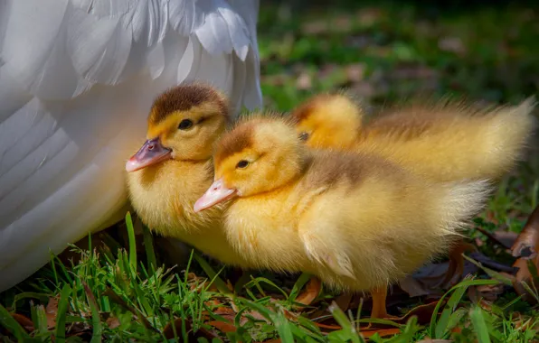 Ducklings, Chicks, Trinity