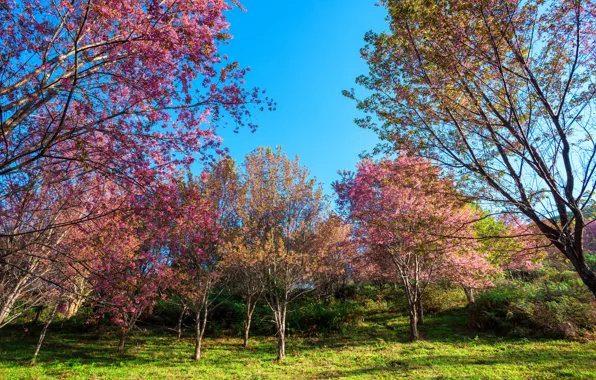 Trees, branches, Park, spring, Sakura, flowering, nature, pink