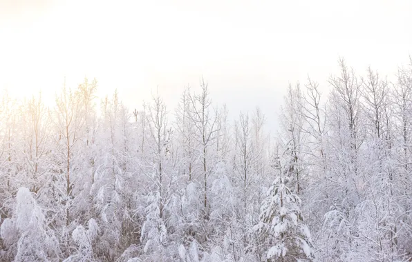 Winter, forest, Sunny, fairy forest, Sunny forest, snow, snow forest