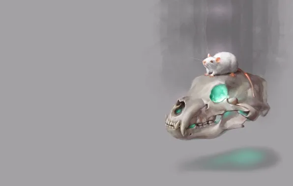 Picture skull, art, rat