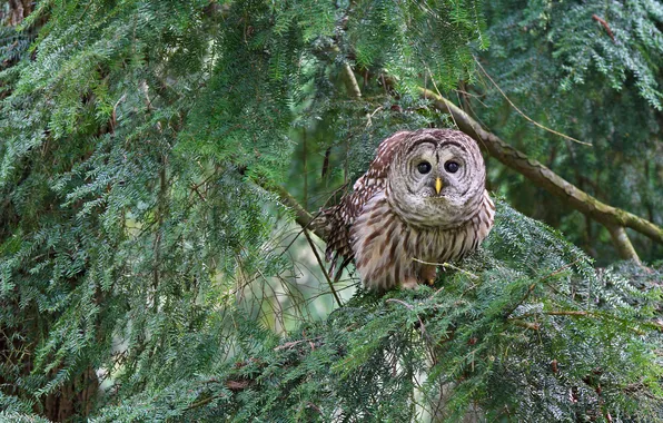 Picture branches, owl, a barred owl