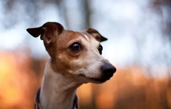 Look, background, dog