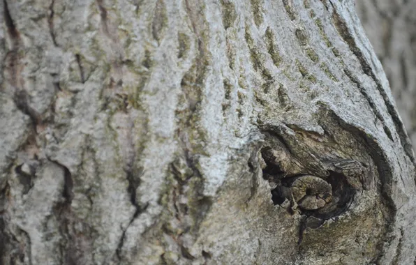 Forest, nature, Tree, oak